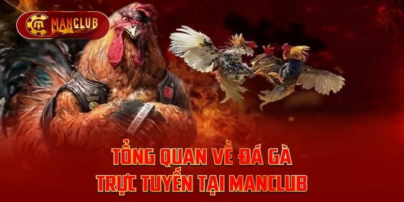 Các loại cược hấp dẫn trong đá gà Manclub