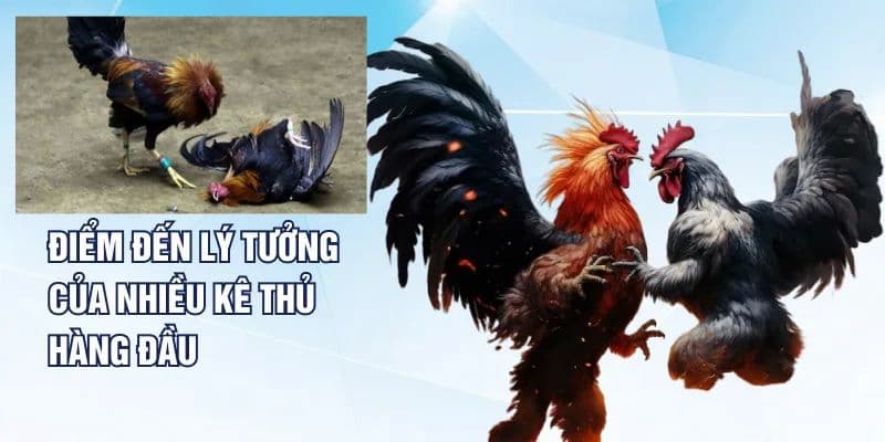 Quyền lợi của hội viên khi tham gia đá gà Manclub