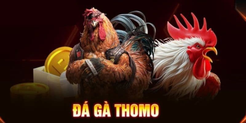 Sức hấp dẫn của đá gà Thomo Campuchia